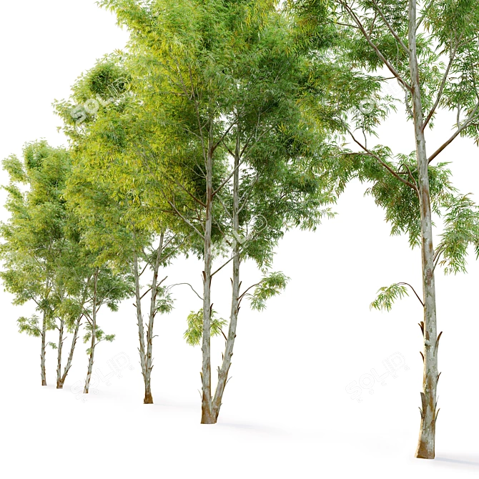 Black Gum Eucalyptus Tree Pack 3D model image 3