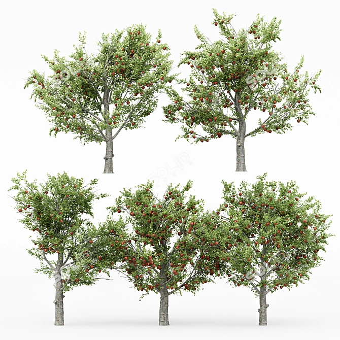 Variety Pack: 5 Different White Birch Trees 3D model image 2