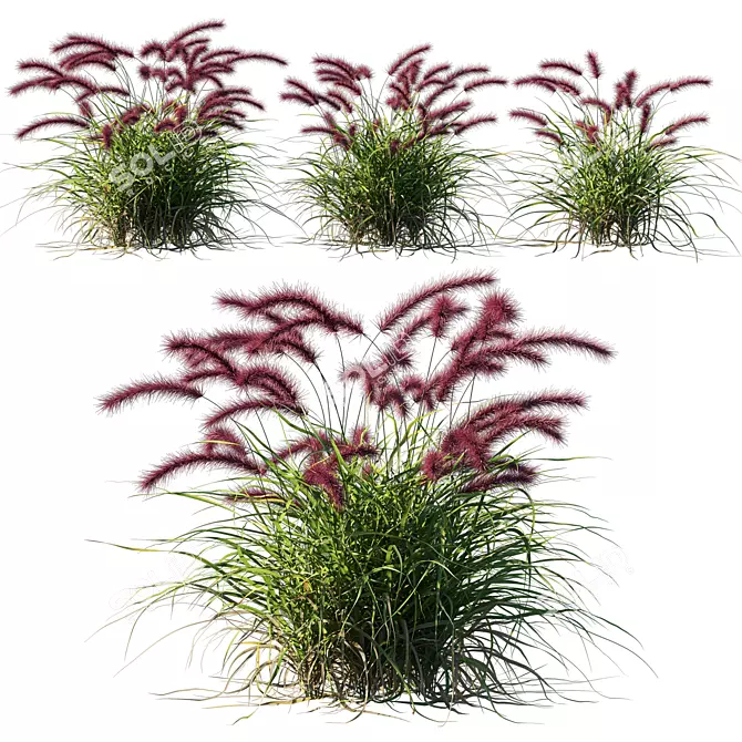 Vibrant Purple Fountain Grass 3D model image 1