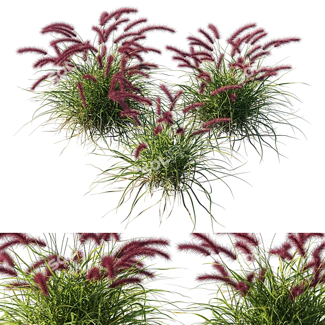 Vibrant Purple Fountain Grass 3D model image 2