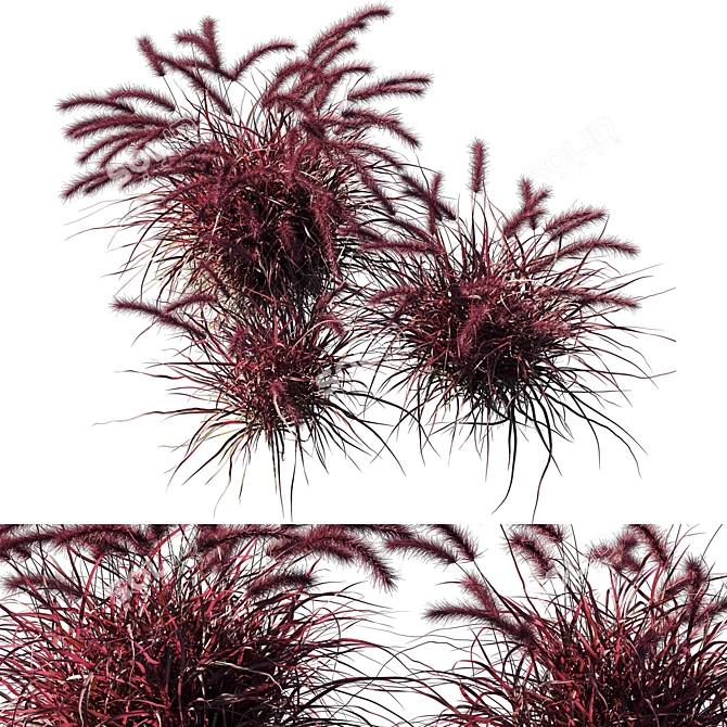 Lush Purple Fountain Grass 3D model image 2