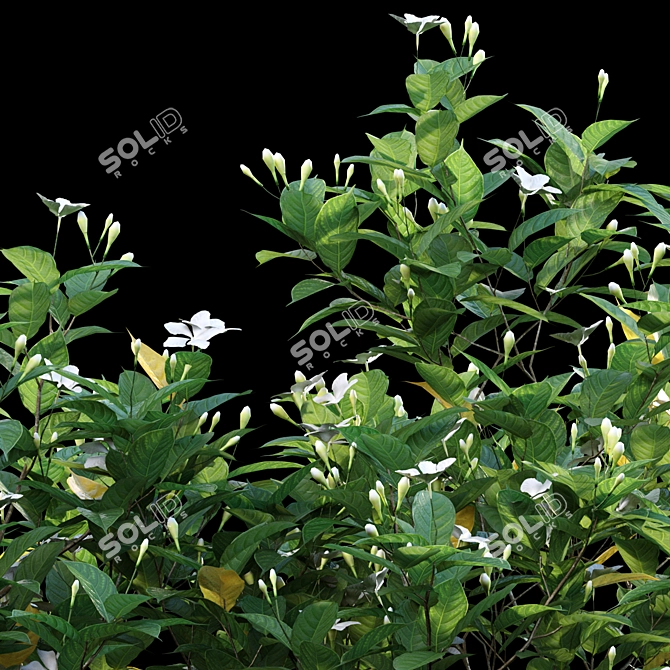 Gardenia Augusta 3D Models - 3ds Max, FBX, OBJ 3D model image 2