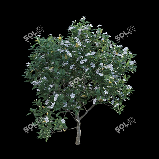 Gardenia Augusta 3D Models - 3ds Max, FBX, OBJ 3D model image 4