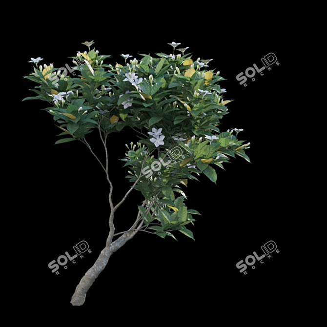 Exquisite Gardenia Plant Collection 3D model image 6