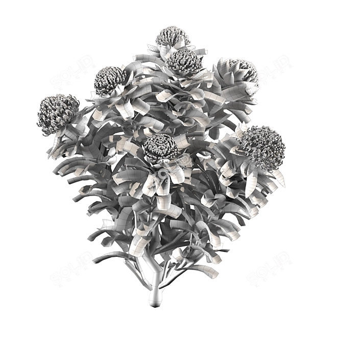 Waratah Telepea Speciosissima 2013: Stunning 3D Model 3D model image 1