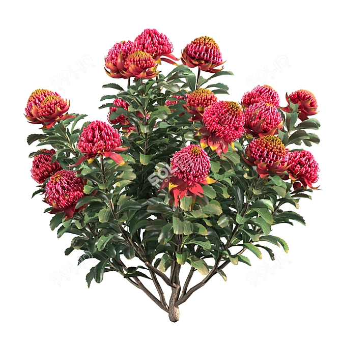 Waratah Telepea Speciosissima 2013: Stunning 3D Model 3D model image 2