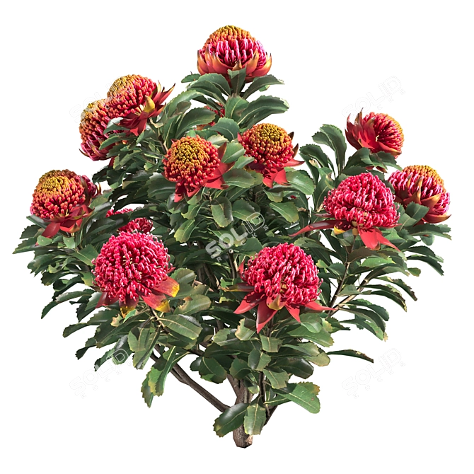 Waratah Telepea Speciosissima 2013: Stunning 3D Model 3D model image 3