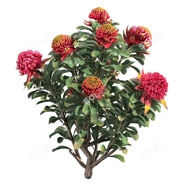 Waratah Telepea Speciosissima 2013: Stunning 3D Model 3D model image 4