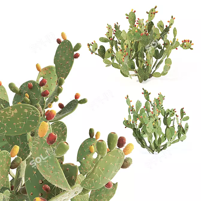Prickly Pear Cactus: Lifelike 3D Models 3D model image 1
