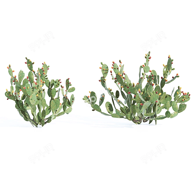 Prickly Pear Cactus: Lifelike 3D Models 3D model image 2