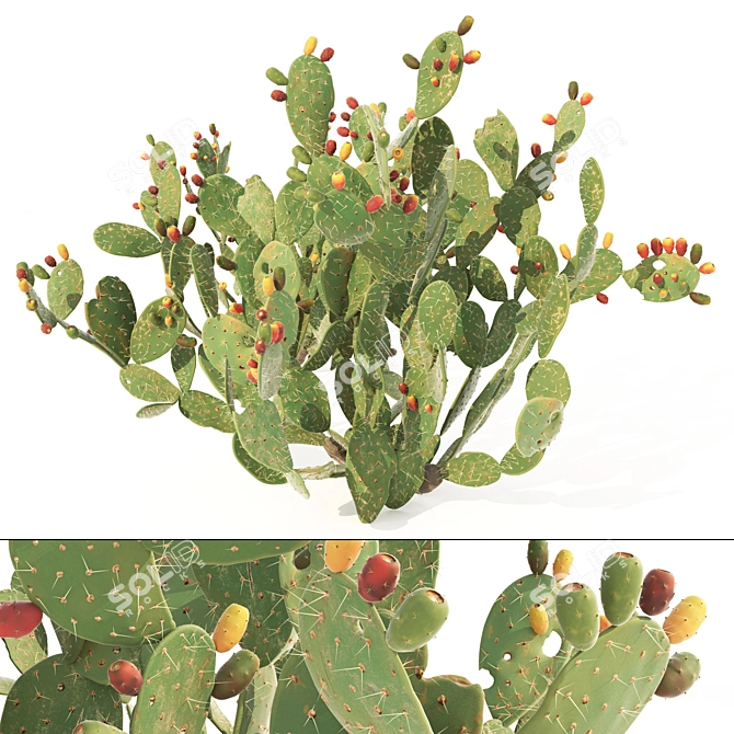 Prickly Pear Cactus: Lifelike 3D Models 3D model image 6