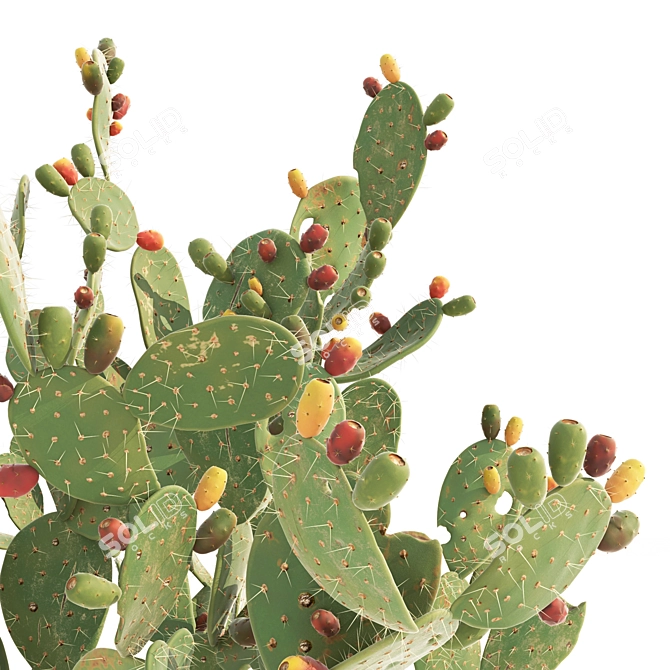 Prickly Pear Cactus: Lifelike 3D Models 3D model image 8