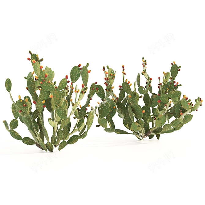 Prickly Pear Cactus: Lifelike 3D Models 3D model image 9