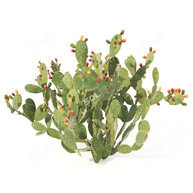 Prickly Pear Cactus: Lifelike 3D Models 3D model image 10