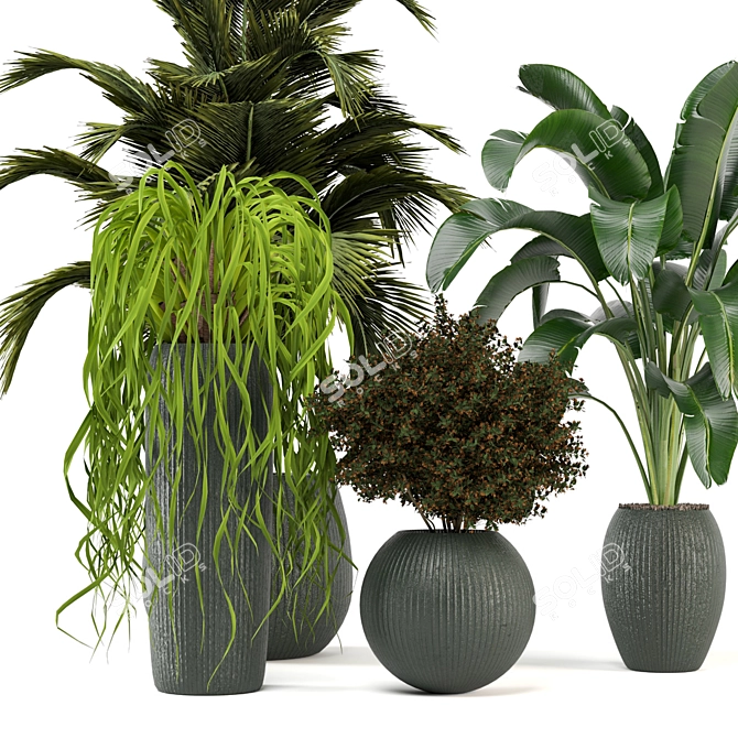 Green Oasis - Set of Indoor Plants 3D model image 3