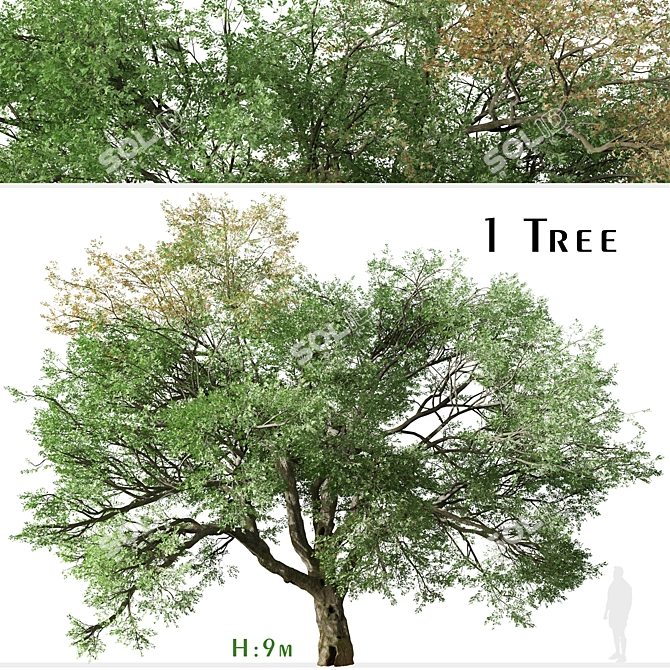 Valley Oak Tree - Majestic Native Californian Quercus lobata 3D model image 1