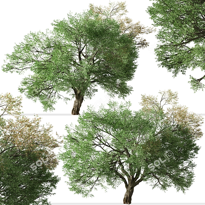 Valley Oak Tree - Majestic Native Californian Quercus lobata 3D model image 2