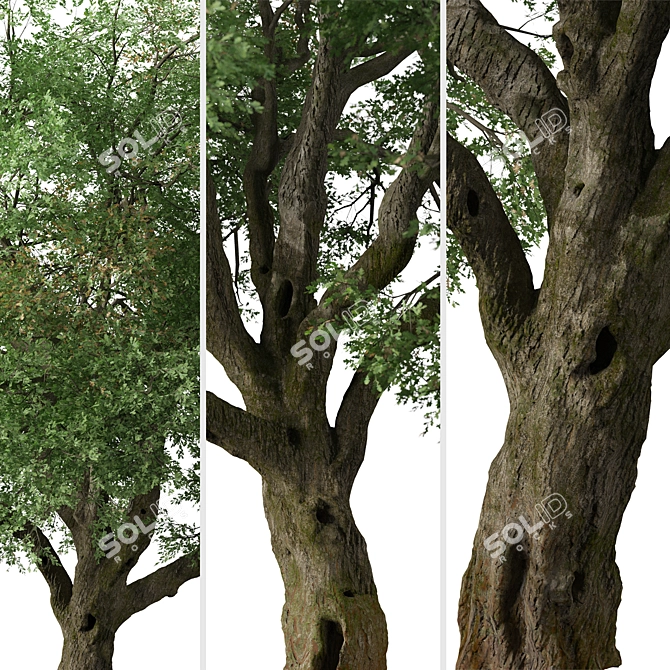 Valley Oak Tree - Majestic Native Californian Quercus lobata 3D model image 3