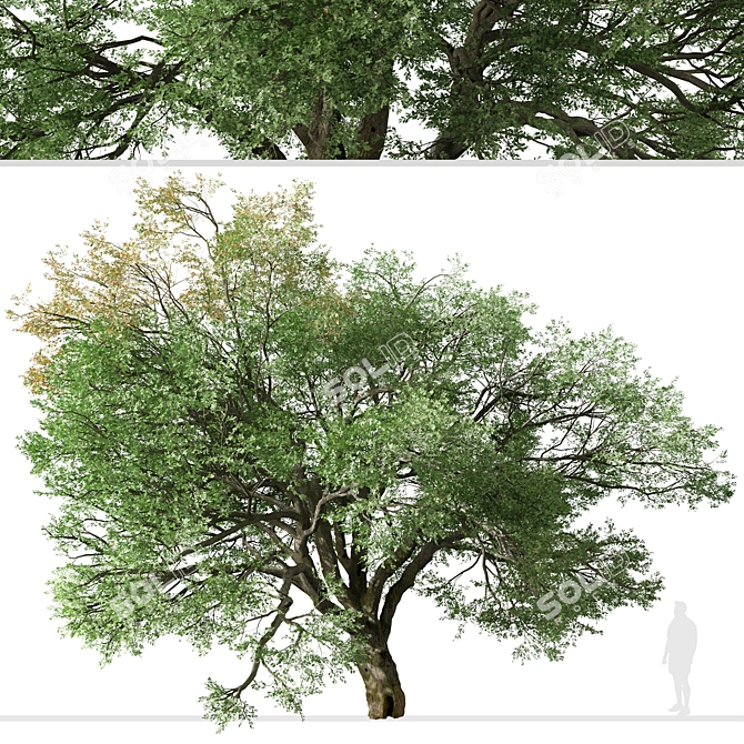 Valley Oak Tree - Majestic Native Californian Quercus lobata 3D model image 4