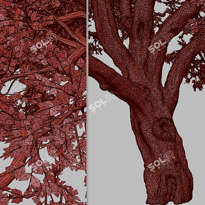 Valley Oak Tree - Majestic Native Californian Quercus lobata 3D model image 5