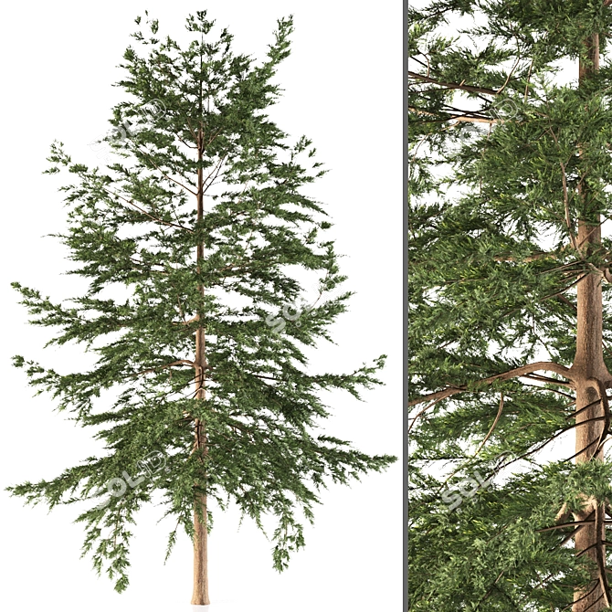 Japanese Larch Tree: Stunning Deciduous Conifer 3D model image 1
