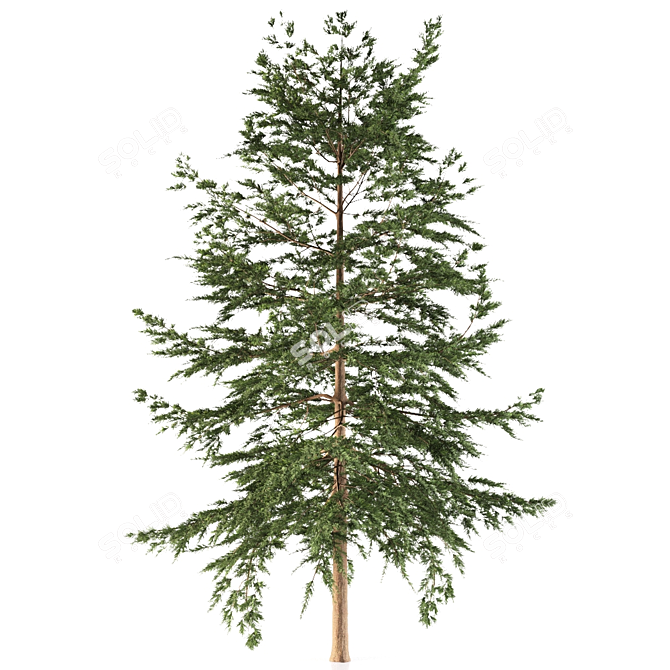 Japanese Larch Tree: Stunning Deciduous Conifer 3D model image 2