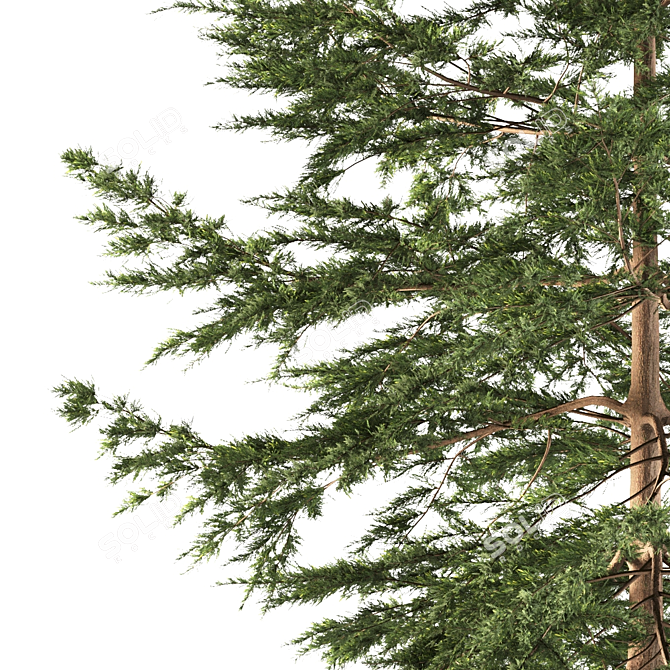 Japanese Larch Tree: Stunning Deciduous Conifer 3D model image 3