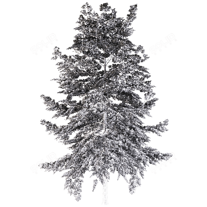 Japanese Larch Tree: Stunning Deciduous Conifer 3D model image 4