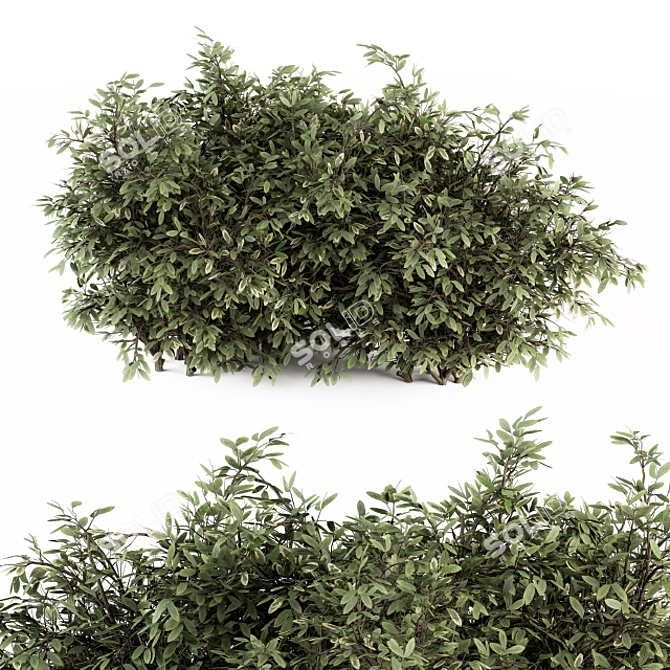 Elegant Buxus Leaf Bush Ensemble 3D model image 1