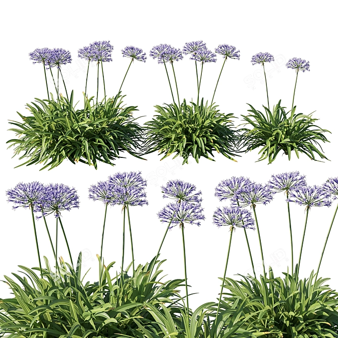 Moonlit Silver Agapanthus 3D model image 1