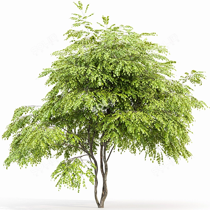  European Bladdernut Tree Duo 3D model image 3