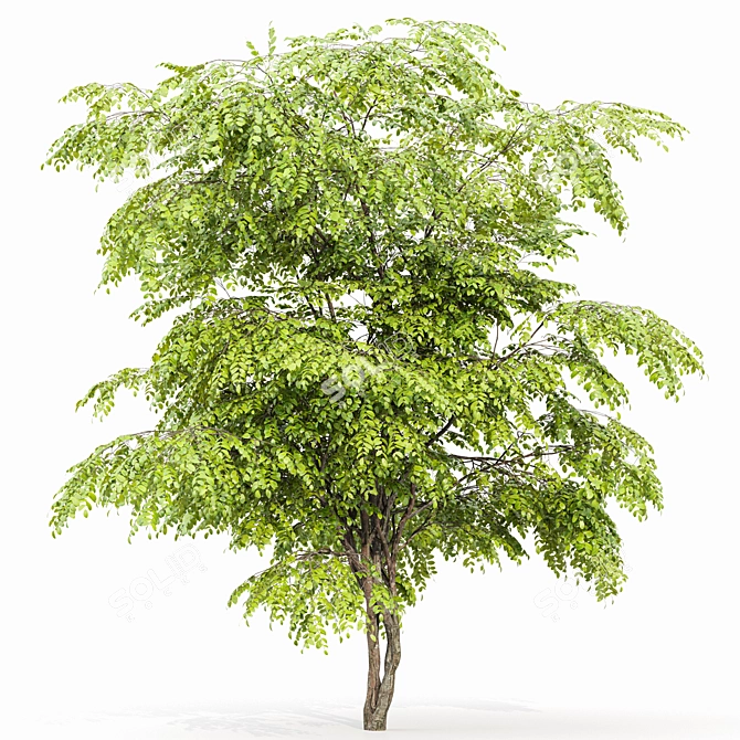  European Bladdernut Tree Duo 3D model image 4