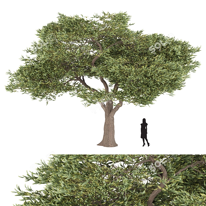 Evergreen Acacia Tree: Vol. 15 3D model image 1