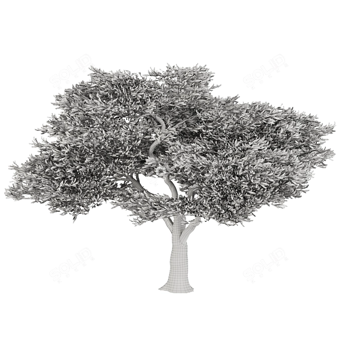 Evergreen Acacia Tree: Vol. 15 3D model image 3