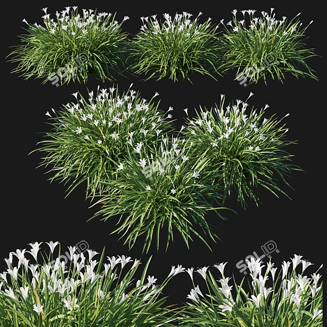 Sulphurea White Zephyranthes 3D model image 1