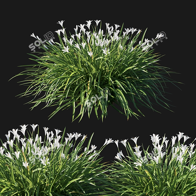 Sulphurea White Zephyranthes 3D model image 2