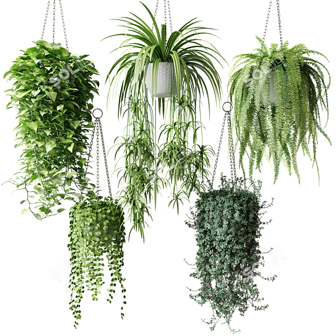 Title: White Wicker Hanging Plants 3D model image 1