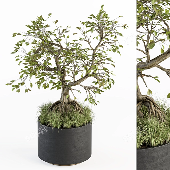 Zen Bonsai Set: Indoor Plant 234 3D model image 1