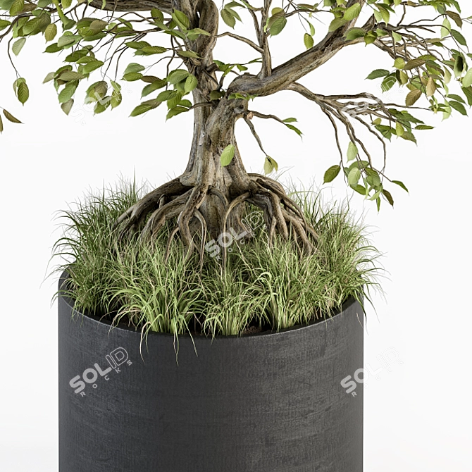 Zen Bonsai Set: Indoor Plant 234 3D model image 2