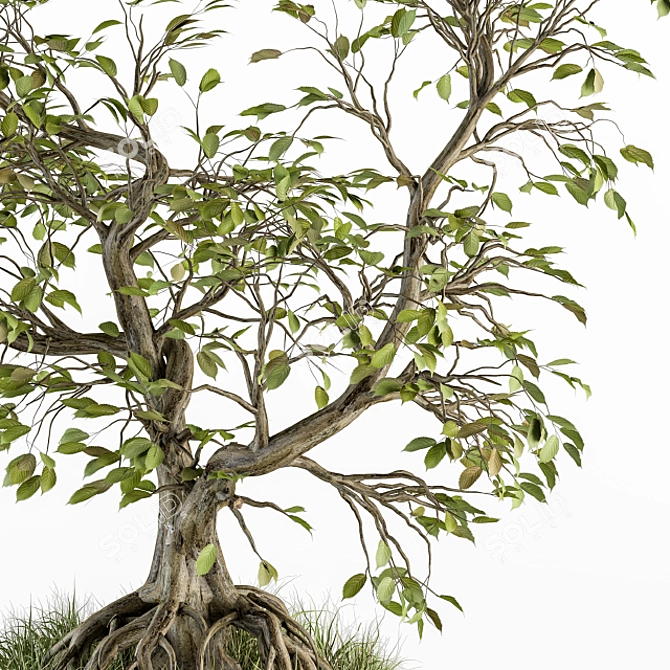 Zen Bonsai Set: Indoor Plant 234 3D model image 3