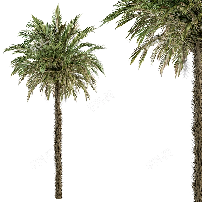 Exquisite Pygmy Date Palm - Set 51 3D model image 1