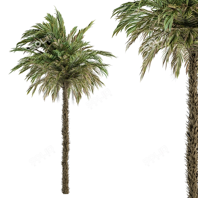 Exquisite Pygmy Date Palm - Set 51 3D model image 2