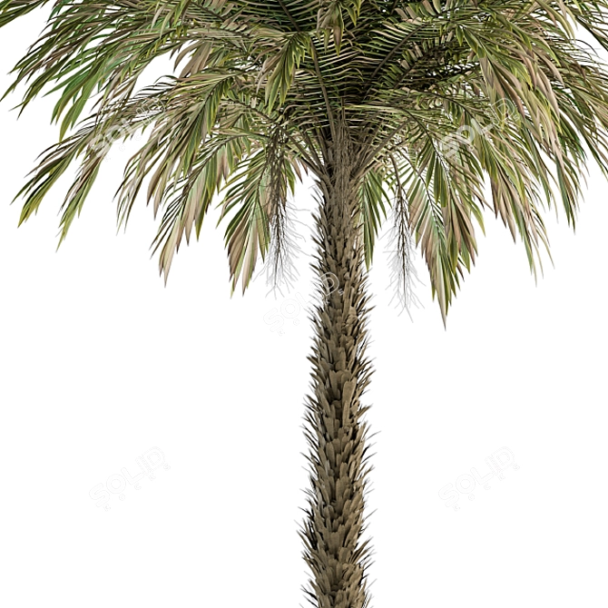 Exquisite Pygmy Date Palm - Set 51 3D model image 3