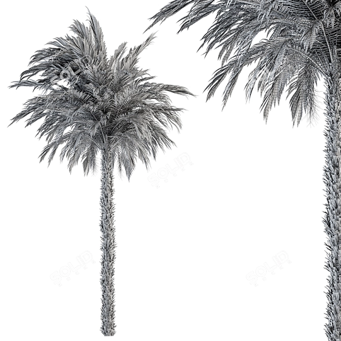 Exquisite Pygmy Date Palm - Set 51 3D model image 4