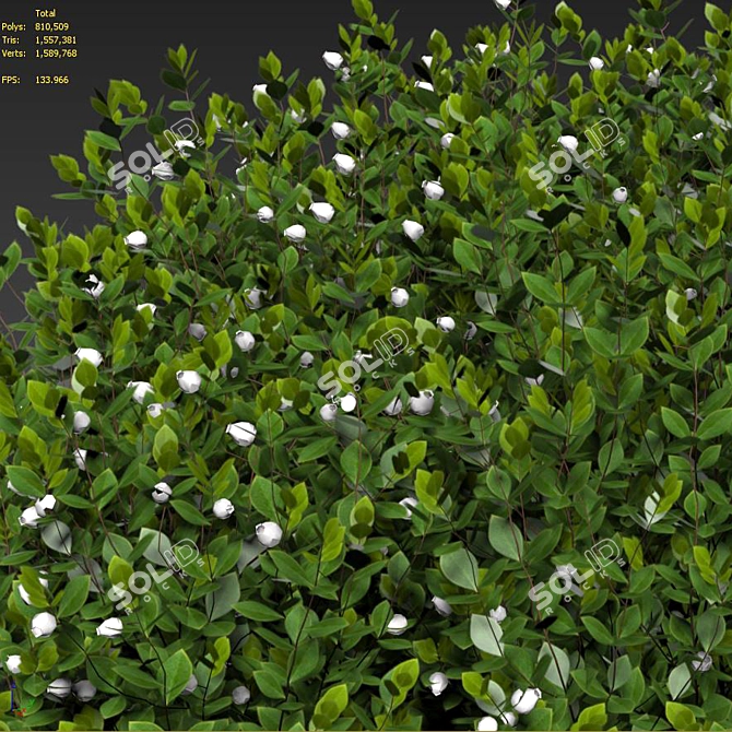 Lush Emerald Manzanita Shrub 3D model image 4