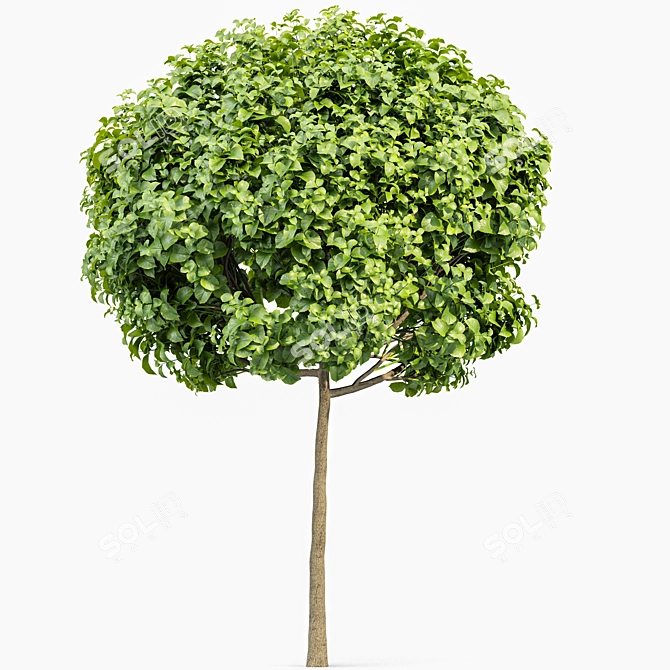 Compact Indian Bean Tree - 3 Sizes 3D model image 3