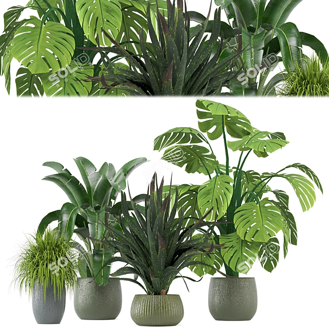 Tropical Greenery - Set of Indoor Plants 3D model image 1