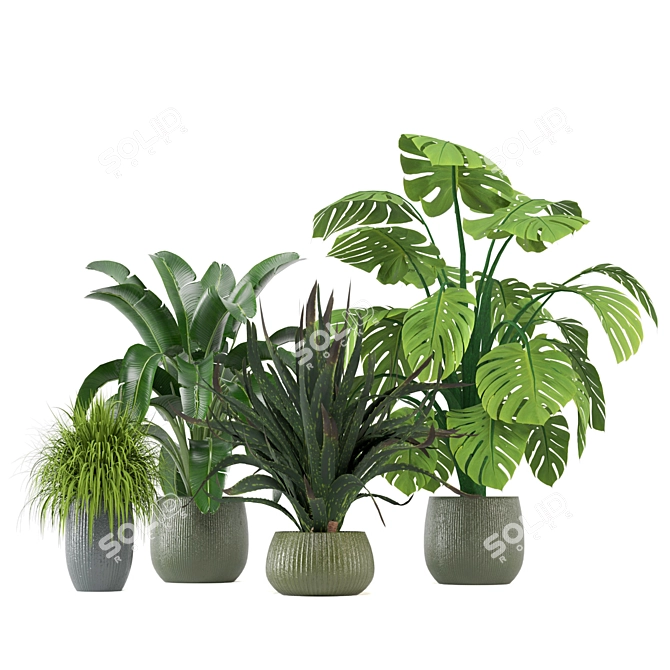 Tropical Greenery - Set of Indoor Plants 3D model image 2