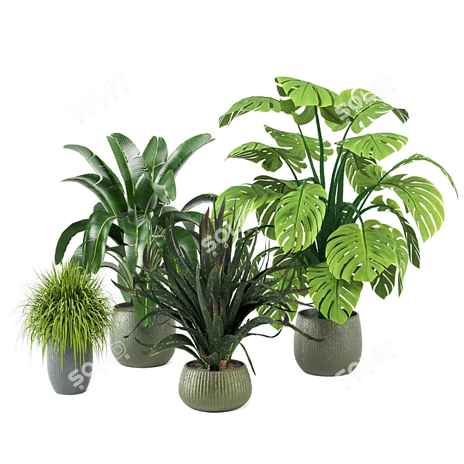 Tropical Greenery - Set of Indoor Plants 3D model image 4