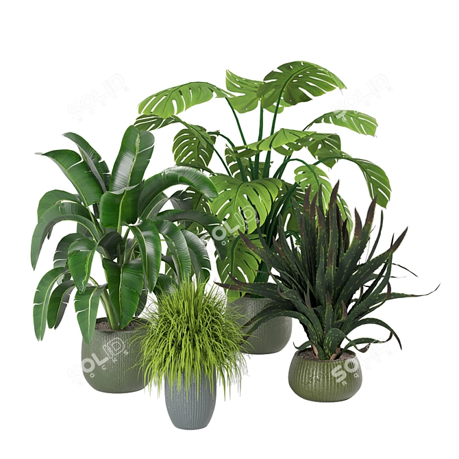 Tropical Greenery - Set of Indoor Plants 3D model image 5